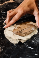 Трилобит Asaphus punctatus 