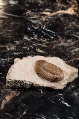 Asaphus lepidurus Путилово