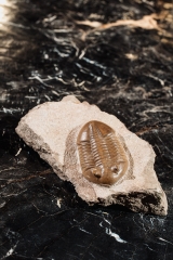 Asaphus lepidurus Путилово