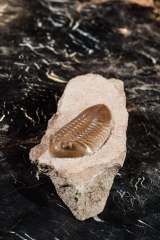 Asaphus lepidurus Путилово