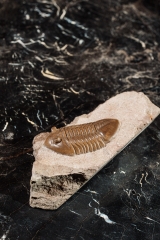 Asaphus lepidurus Путилово
