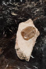 Asaphus lepidurus Путилово
