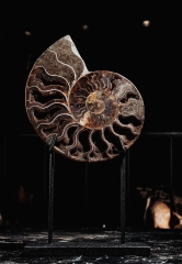 Аммонит Cleoniceras sp.