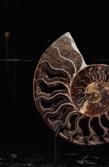 Аммонит Cleoniceras sp.