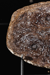 Папоротник Osmunda sp.
