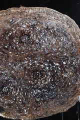 Папоротник Osmunda sp.