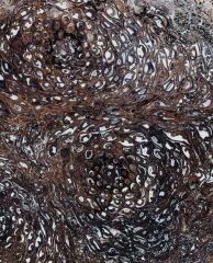 Папоротник Osmunda sp.