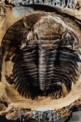 Трилобит Akadoparadoxides sp.