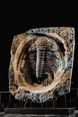 Трилобит Akadoparadoxides sp.