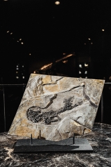 Амфибия Discosauriscus austriacus