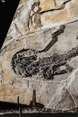 Амфибия Discosauriscus austriacus