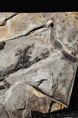 Амфибия Discosauriscus austriacus