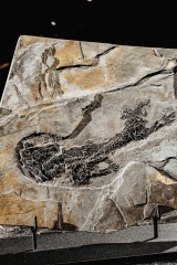 Амфибия Discosauriscus austriacus