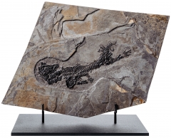 Амфибия Discosauriscus austriacus