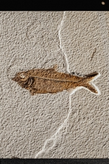 Рыба Knightia sp.
