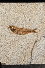 Рыба Knightia sp.