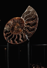 Аммонит Cleoniceras sp.