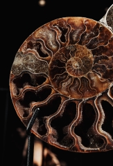 Аммонит Cleoniceras sp.