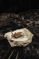 Трилобит Asaphus kowalewskii