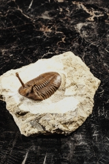 Трилобит Asaphus kowalewskii