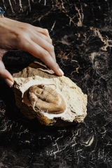 Трилобит Illaenus tauricornis