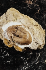 Трилобит Illaenus tauricornis