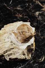 Трилобит Illaenus tauricornis