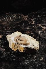 Трилобит Illaenus tauricornis