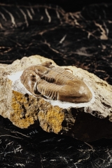 Трилобит Illaenus tauricornis