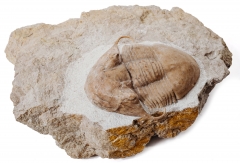Трилобит Illaenus tauricornis