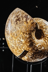 Аммонит Phylloceras sp.