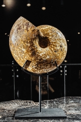Аммонит Phylloceras sp.