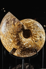 Аммонит Phylloceras sp.