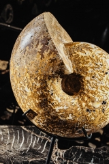 Аммонит Phylloceras sp.