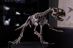 Скелет динозавра Psittacosaurus sp.