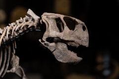 Скелет динозавра Psittacosaurus sp.