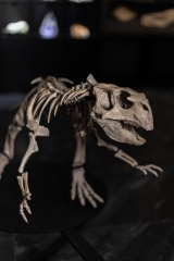 Скелет динозавра Psittacosaurus sp.