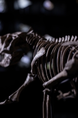 Скелет динозавра Psittacosaurus sp.