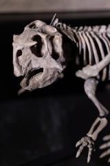 Скелет динозавра Psittacosaurus sp.