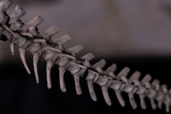 Скелет динозавра Psittacosaurus sp.
