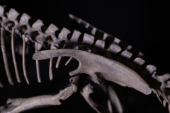 Скелет динозавра Psittacosaurus sp.