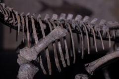 Скелет динозавра Psittacosaurus sp.