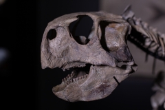 Скелет динозавра Psittacosaurus sp.