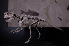 Скелет динозавра Psittacosaurus sp.