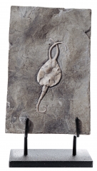 Иглокожее животное Pleurocystites squamosus
