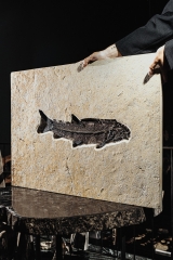 Рыба Notogoneus sp.