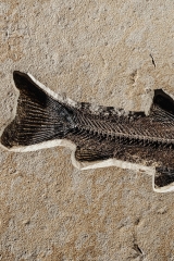 Рыба Notogoneus sp.