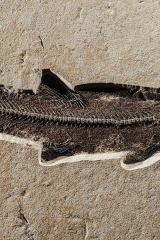 Рыба Notogoneus sp.