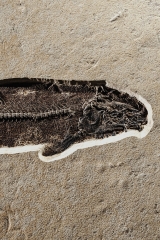 Рыба Notogoneus sp.