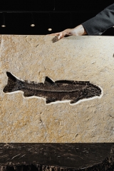 Рыба Notogoneus sp.